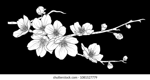 Cute hand drawn white silhouette sakura branch set 2. Flower vector illustration in white plane without outline on black background.