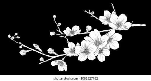 Cherry Blossoms Outline Images Stock Photos Vectors Shutterstock