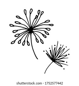 Cute hand-drawn doodle dandelions. Dandelions on a white background. Vector illustration