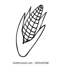 A cute hand-drawn ear of ripe corn. Doodle vector illustration for vegetable blanks, cooking recipes and kitchen design.