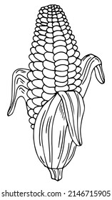 A cute hand-drawn ear of ripe corn. Doodle vector illustration for vegetable blanks, cooking recipes and kitchen design.