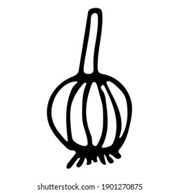 Kleiner handgezogener Knoblauch. Doodle Vektorgrafik für Gemüseschnittungen, Kochrezepte und Küchendesign.