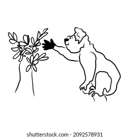 Cute hand-drawn koala. A funny little animal from the rainforest. The Australian bear reaches for the foliage . outline of the line. Vector illustration of animal doodle. Isolated on white.