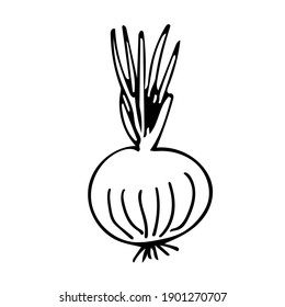 Cute hand-drawn onion. Doodle vector illustration for vegetable blanks, cooking recipes and kitchen design.