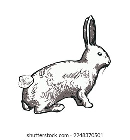 Cute hand-drawn rabbit isolated on white background. vector.