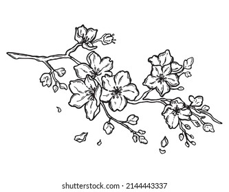 Cute hand-drawn sakura branch isolated on white background. Cherry blossoms Japanese sakura. Sakura blossom. Isolated on white background. illustration