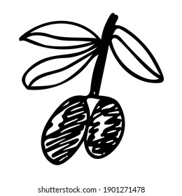 Cute hand-drawn sprig with olives. Doodle vector illustration for olive oil labels, cooking recipes and kitchen design.
