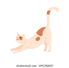 Cute happy cat stretching itself on front paws with tail up. Adorable funny kitty smiling. Friendly kitten. Flat vector illustration of feline animal isolated on white background