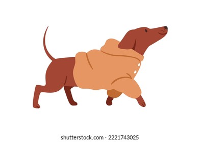 Cute happy dog in warm costume. Dachshund doggy going, wearing winter clothes. Funny puppy walking in canine apparel, hoody for cold weather. Flat vector illustration isolated on white background