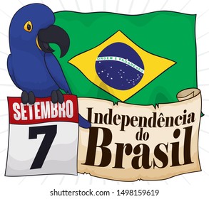 Cute, happy macaw with calendar, Brazilian flag and scroll with greeting message celebrating Brazil Independence Day (written in Portuguese) this 7th September.