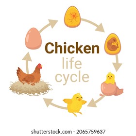 Cute happy newborn yellow chick breaks free of the shell. Chicken, egg and embryo. Kids educational scheme of the hatching process. Vector cartoon style illustration isolated, white background.