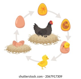 Cute happy newborn yellow chick breaks free of the shell. Chicken, egg and embryo. Kids educational scheme of the hatching process. Vector cartoon style illustration isolated, white background.