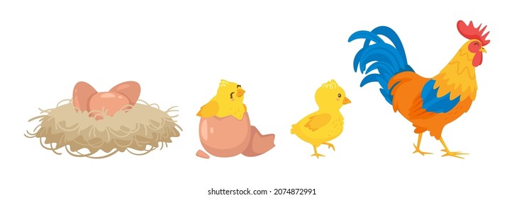 Cute happy newborn yellow chick breaks free of the shell. Hay nest with eggs, rooster. Kids educational illustration of the hatching process. Vector cartoon style illustration, white background.