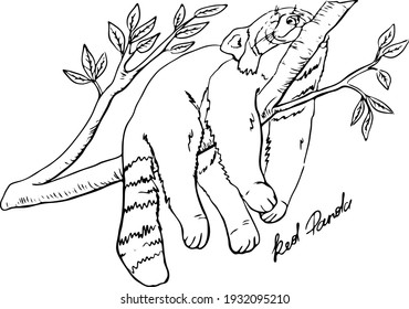cute happy red panda lying on a branch with eyes closed and enjoying the rest, contour black and white hand drawing, coloring book svg