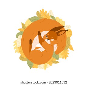 Cute happy squirrel sleeping on autumn leaves. Sweet adorable relaxed animal resting curled up and covered with fluffy tail. Colored flat vector illustration isolated on white background