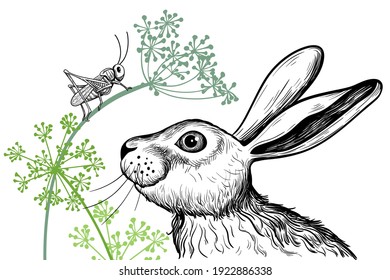 
A cute hare examines a grasshopper sitting on a dill twig. Vector realistic drawing. Wildlife vintage illustration.