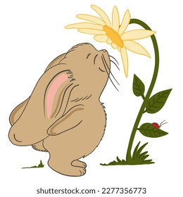 A cute hare is sniffing a flower. A meadow of flowers with a rabbit. Rabbit in the field. Bunny illustration.