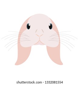 cute head rabbit