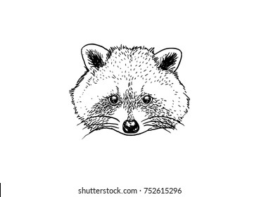 Cute Head of Trash Panda