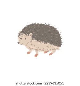 Cute hedgehog animal, flat vector illustration isolated on white background. Spiny mammal walking. Drawing of animal character for kids and nursery.