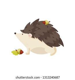 Cute hedgehog carries acorn on his back with needles. One acorn is under his paws on the ground. Close up side view