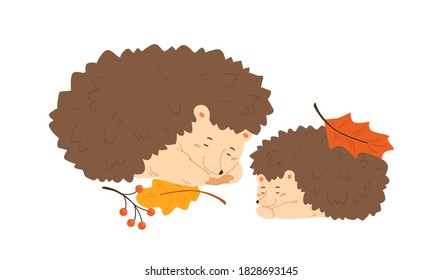 Cute hedgehog family sleeping together. Pair of forest urchin with autumn leaves and rowan branches. Flat vector cartoon illustration of animal mother and child isolated on white background