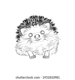 Cute hedgehog. Line drawing. Black and white illustration. Vector.