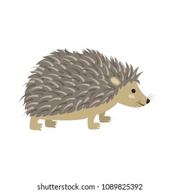 Cute hedgehog on white background. Vector illustration.