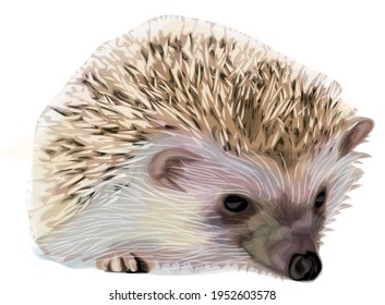 Cute hedgehog  realistic digital art 