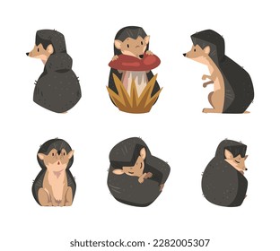 Cute Hedgehog Spiny Mammal in Different Pose Vector Set