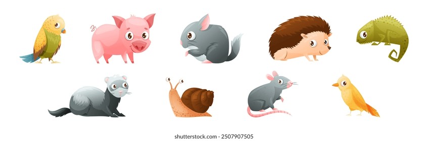 Lindo animal doméstico con loro, cerdo, erizo, camaleón, hurón, caracol y rata Vector Set