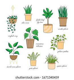 Cute home plants vector illustration set. Hand drawn outlined indoor plants, easy to keep alive, collection. Isolated.