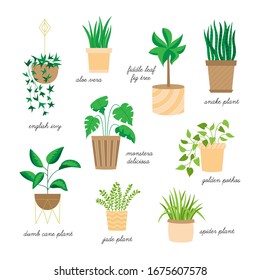 Conjunto de ilustraciones vectoriales de plantas domésticas. Plantas interiores dibujadas a mano, fáciles de mantener vivos, colección. Aislado.