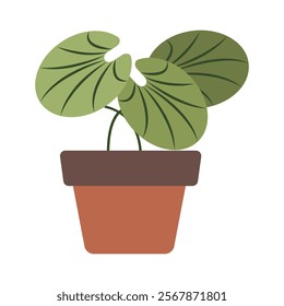 Cute Houseplants in flower pots on white background. Potted Plant Illustration.