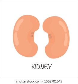 Cute human organ, kidneys. Vector illustration.