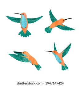 Cute hummingbird set. Vector watercolor illustration of small tropical birds.