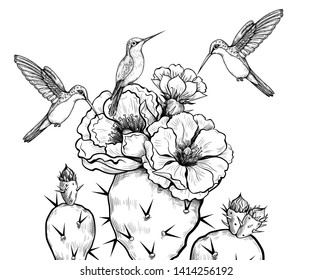 
Cute hummingbirds and blooming prickly pears. 
Vector illustration in engraving style. Vintage image of exotic nature.