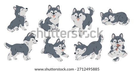 Cute husky character. Pet breed, thick wool, adorable animal in different poses, north sled dogs for sledding, funny malamute puppy playing, cartoon flat style isolated illustration garish vector set