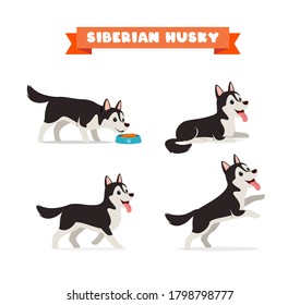 cute husky dog animal pet with many pose bundle set