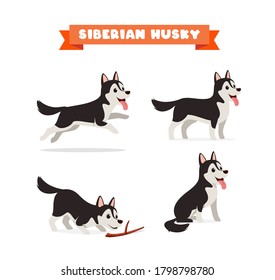 cute husky dog animal pet with many pose bundle set