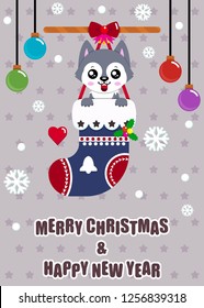 Cute Husky Dog in Christmas sock, Merry Christmas and Happy New Year.