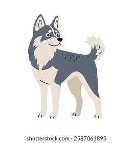 Cute husky, dog standing. Domestic animal, breed. Isolated flat vector illustration