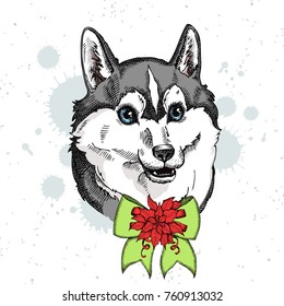 Cute Husky face illustration with bow and Christmas flower red Poinsettia. Hand drawn vector dog