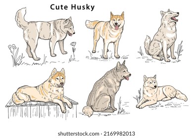 Cute husky Hand-drawn doodle vector silhouette in different poses, the dog is sitting, lying, standing, looking. Vector illustration