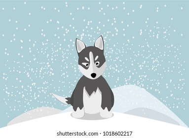 Cute husky puppy sitting in the snow