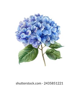 cute hydrangea vector illustration in watercolour style