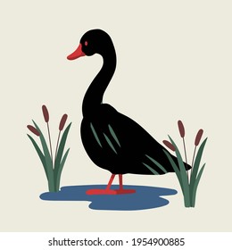 Cute illustration of black duck in flat cartoon style. Pond and reed as background. Art.