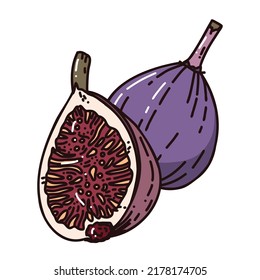 cute illustration of figs. Fresh fruit art. bright vector illustration.