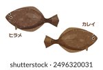 Cute illustration of flatfish and plaice_Translation: flatfish, flounder