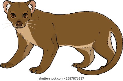 Cute illustration of Fossa hand drawn